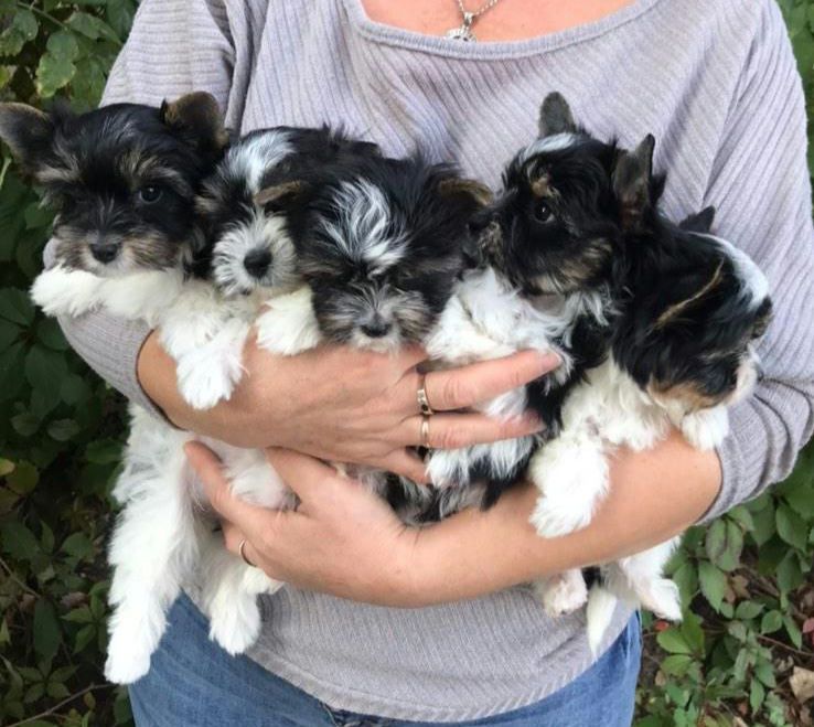 В найкращу люблячу сім'ю Бівер йорочки