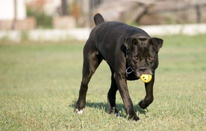 TYSON w typie cane corso do adopcji