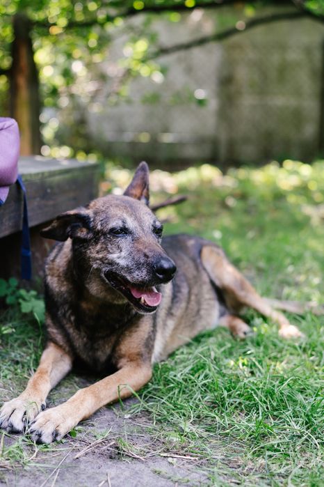 Bella psia seniorka 10 lat szuka domu