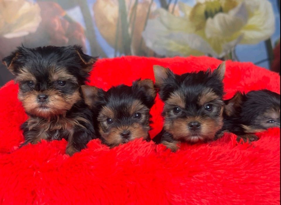 Супер розкішні йорікі