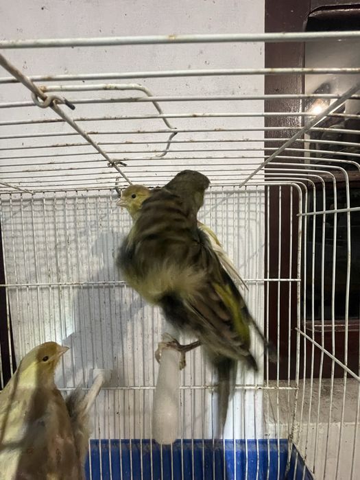 Canarios frisado do norte e Lizard