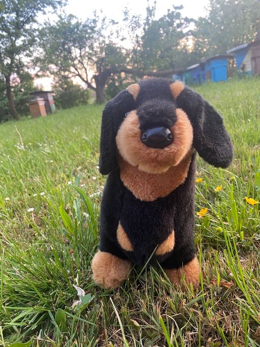Douglas dog такса