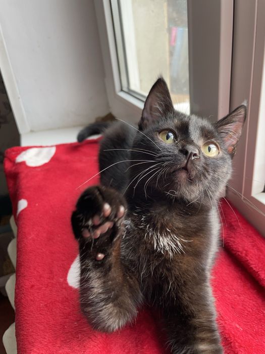 В добрі руки, кошенята, кішечка, котик, кіт