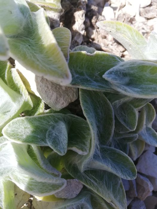 Aeonium arbureum e suculentas