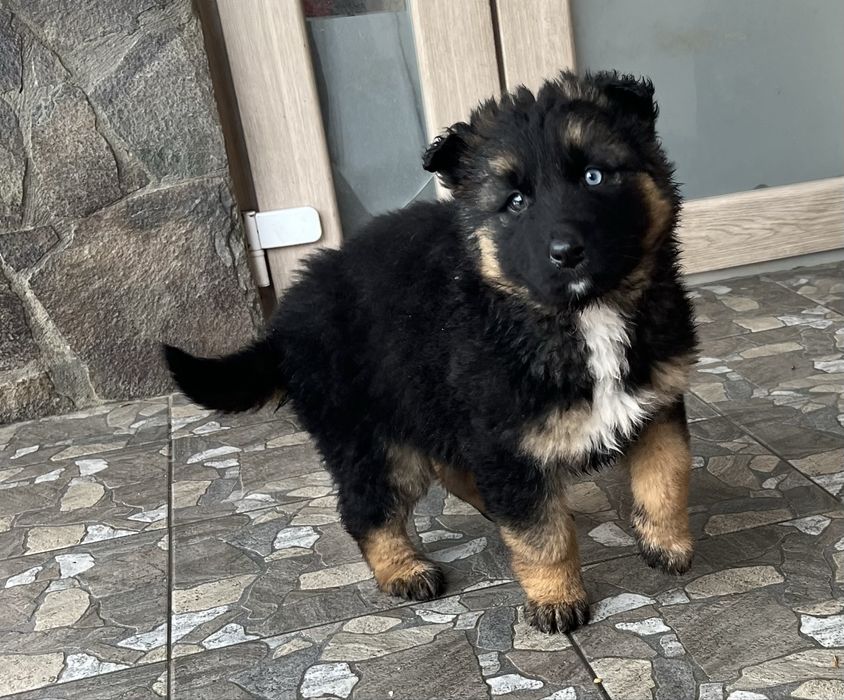 Цуценя німецької вівчарки