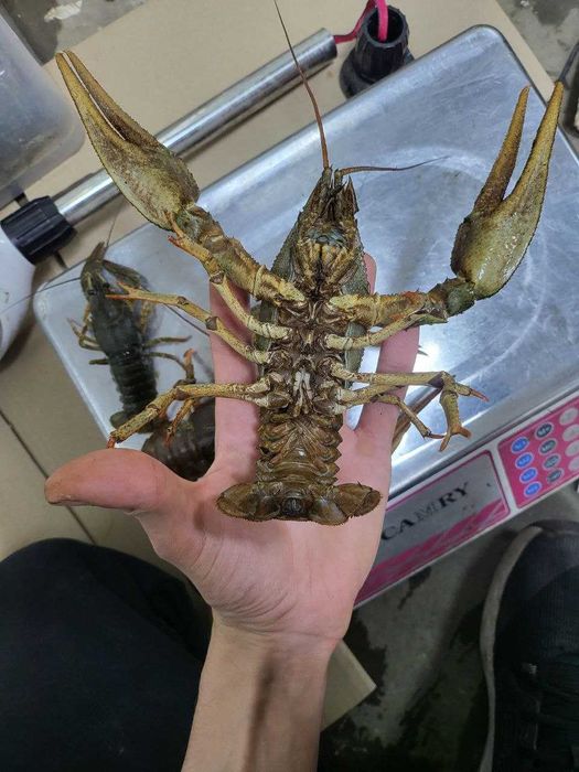 Свіжі РАКИ КОРОЛІ до столу!