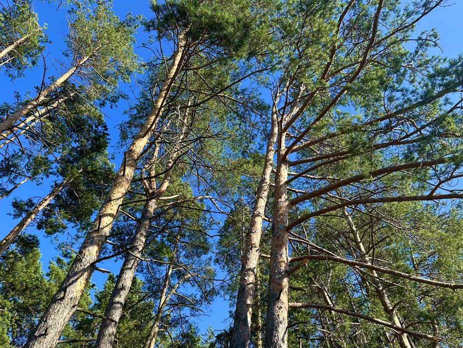 Продаж будинка з виходом на воду, ліс Ходосівка, Лісники, Мануфактура