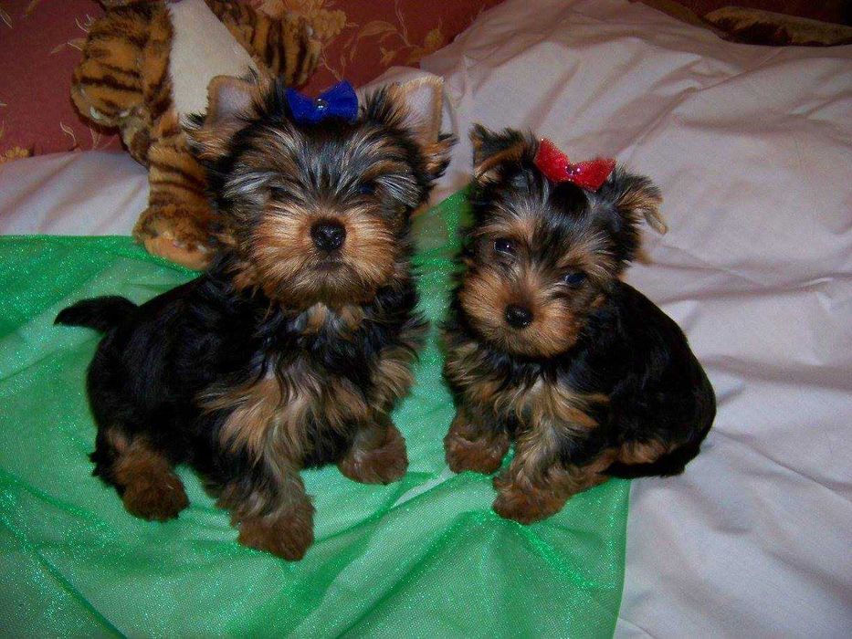 Щенки йоркшерского терьера ищут свой дом