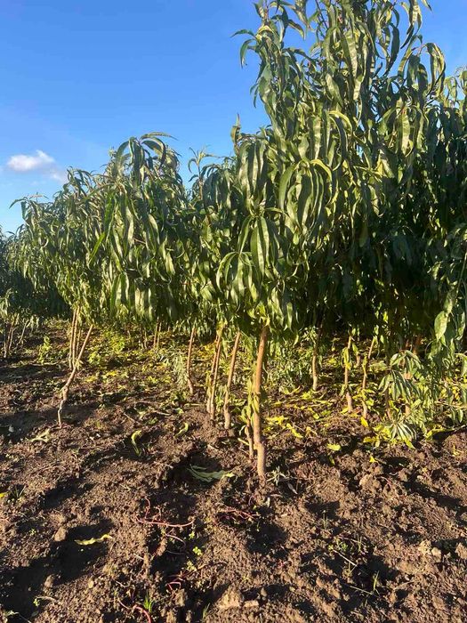 Продам саджанці персика та абрикоса.