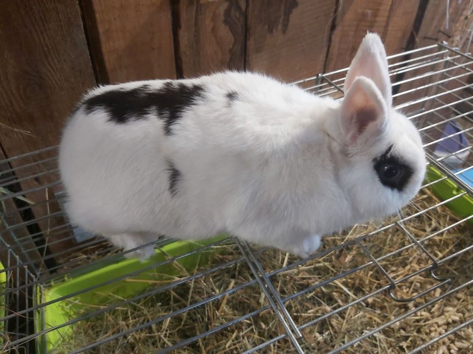 Królik miniaturka, króliki miniaturki Samiec