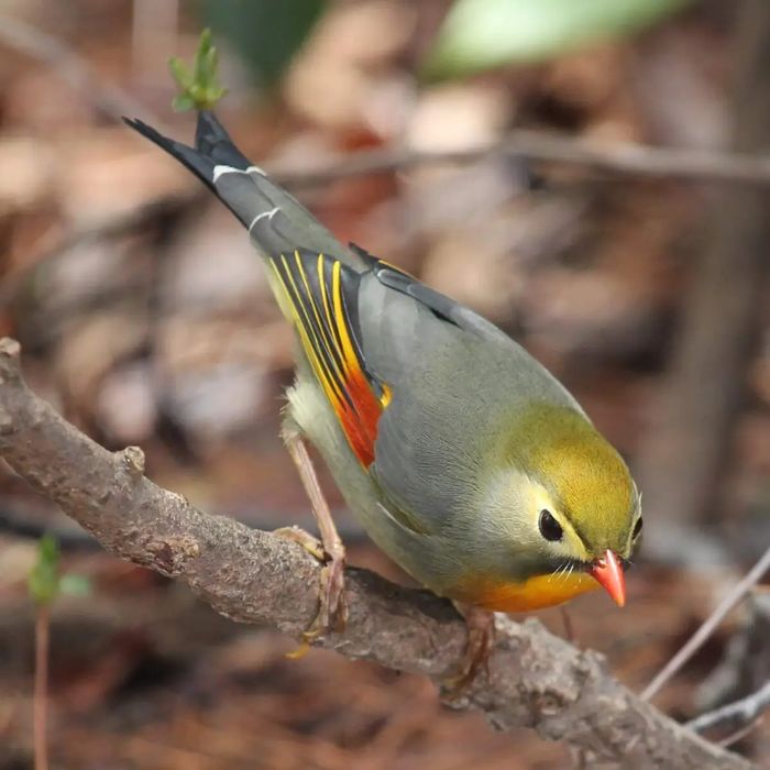 Aves muito cantadoras