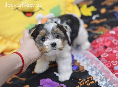 Йорки и БИВЕР Йорки! Щенки VIP-класса! Супер-мини и стандарт. Киев.