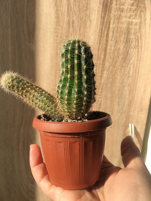 Квіти, вазони, кімнатні рослини.