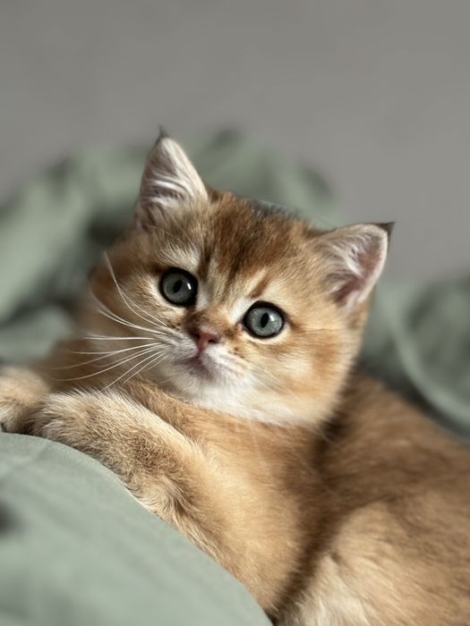 Кото дітки золотої шиншили.