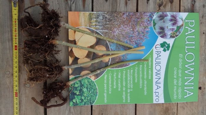 Paulownia Elongata mini stump Oferta 50ud.