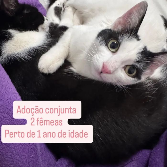 2 gatas para adoção conjunta