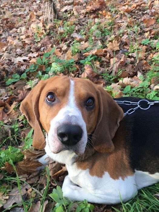 Вязка Эстонская гончая (ищем невесту)