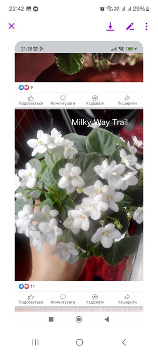 Продам с/з листочки мини фіалок