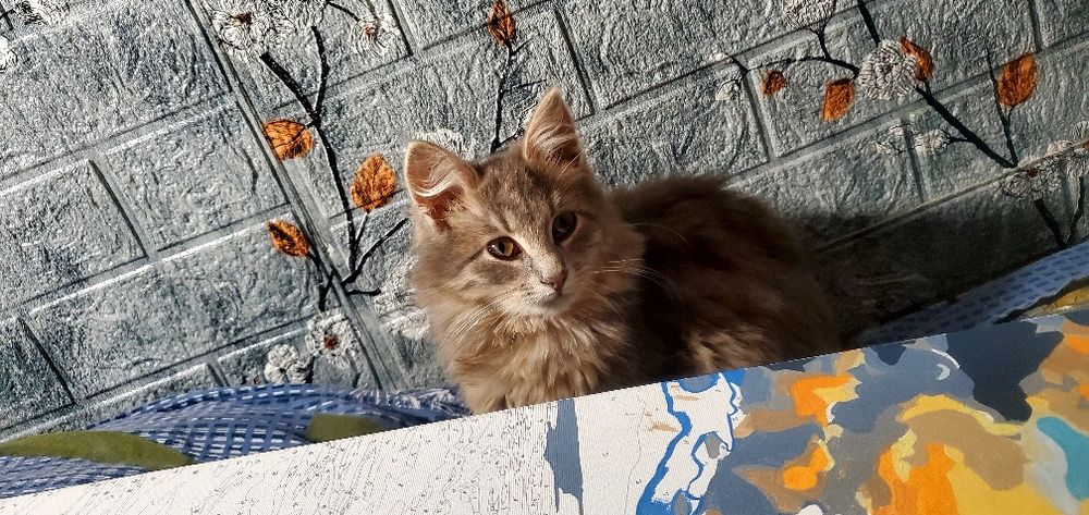 Киця шукає родину