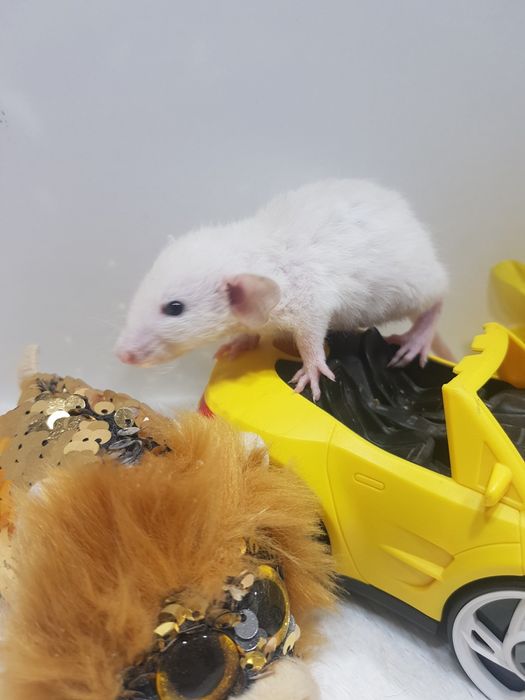 Szczur Dumbo młode szczurki reksy