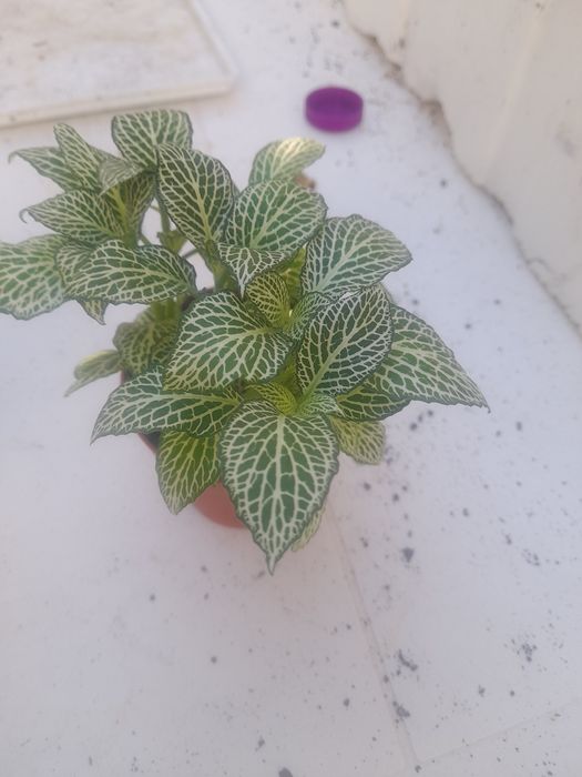 Planta natural lindíssima.