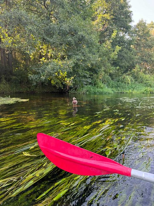 Domek na wynajem z jacuzzi i sauną Joniec 26.08-29.08 WOLNY