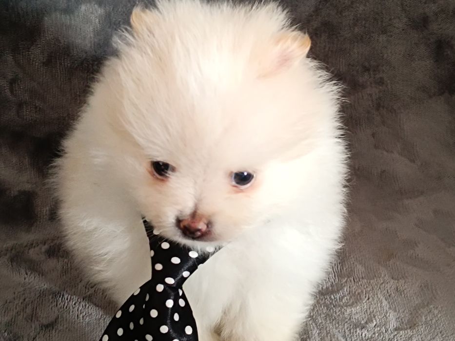 Szpic miniaturowy pomeranian piesek