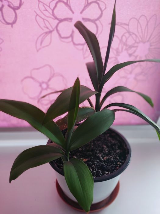 КВІТИ кімнатні фікус, сансів'єра, грошове дерево,бегонія,секуленти тещ