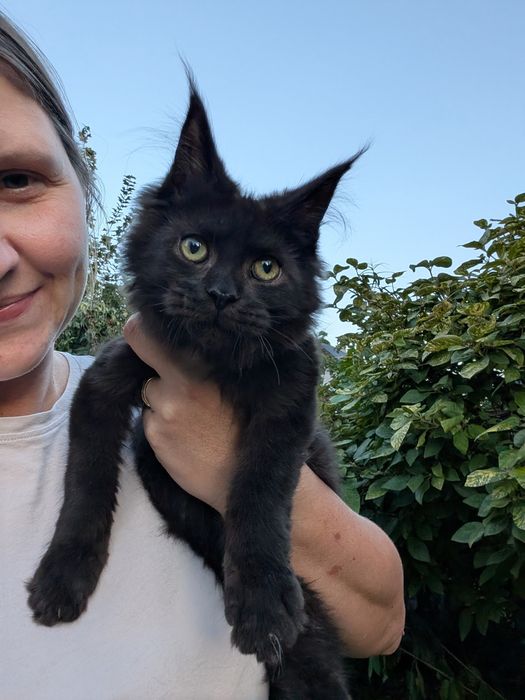 Czarny kocurek Maine Coon Zapraszamy