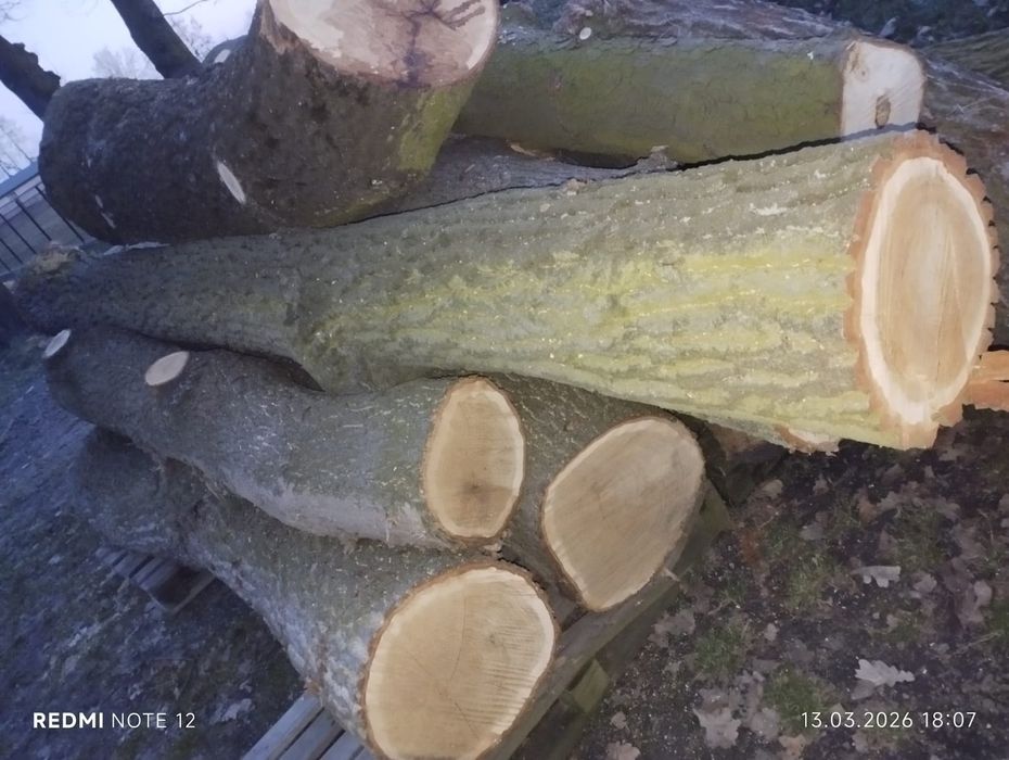 Kłody dębowe sprzedam