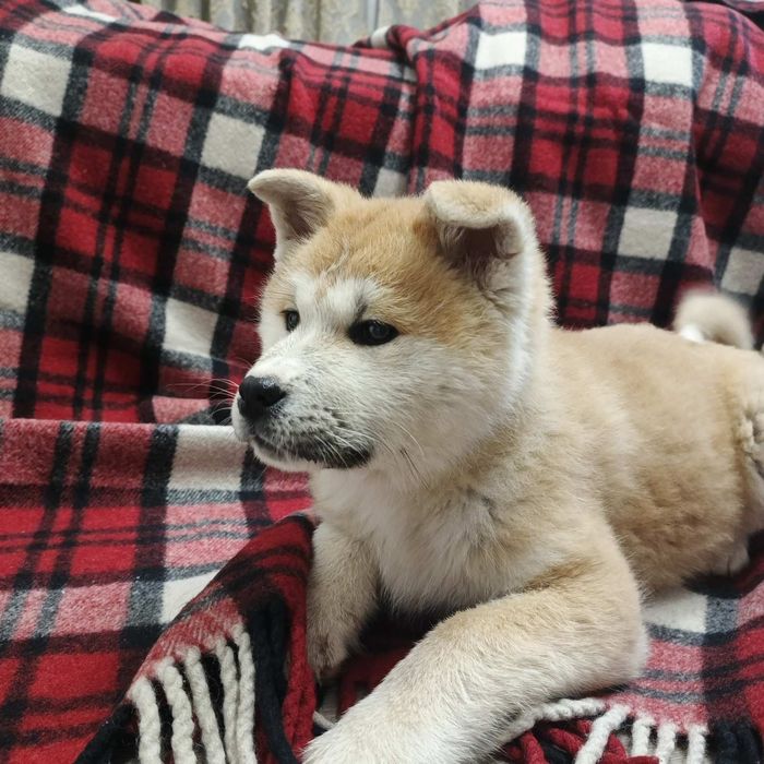 Песики Акіта-іну