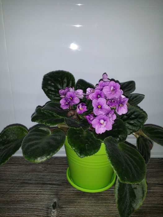 Продам фиалку фiалку комнатные растения