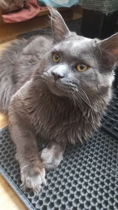 Śliczny kocur Maine Coon