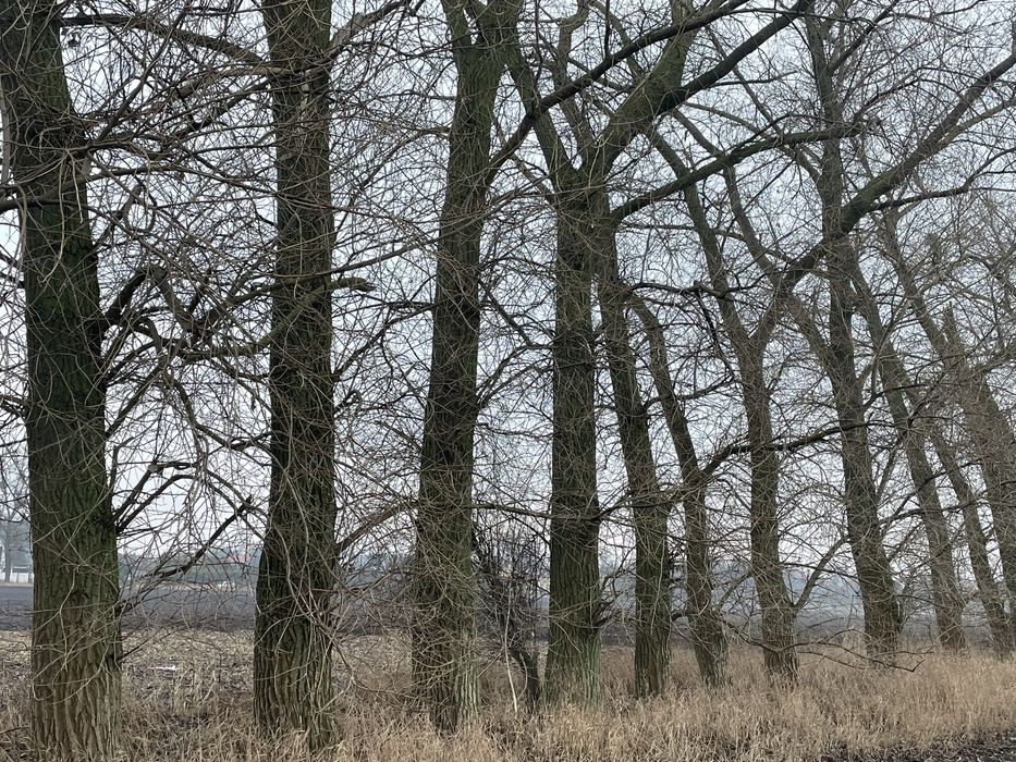 Topole ,do ścięcia , 250 zł za m3, 15 sztuk.