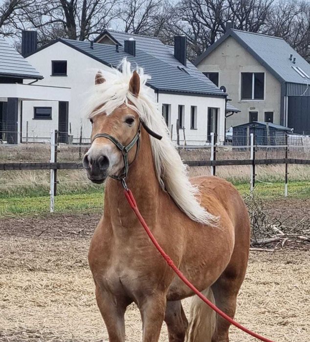 3 letni ogier Haflinger