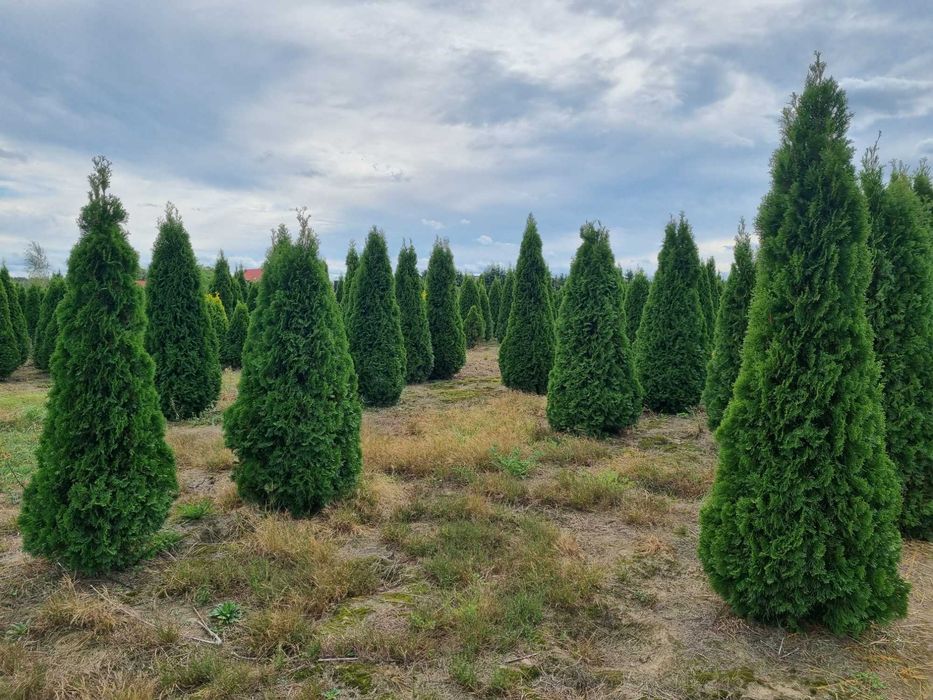 Tuja szmaragd 300 cm, żywotnik zachodni ,,smaragd", Thuja occidentalis