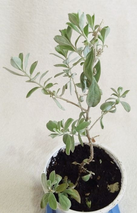 Леукофиллум кустарниковый