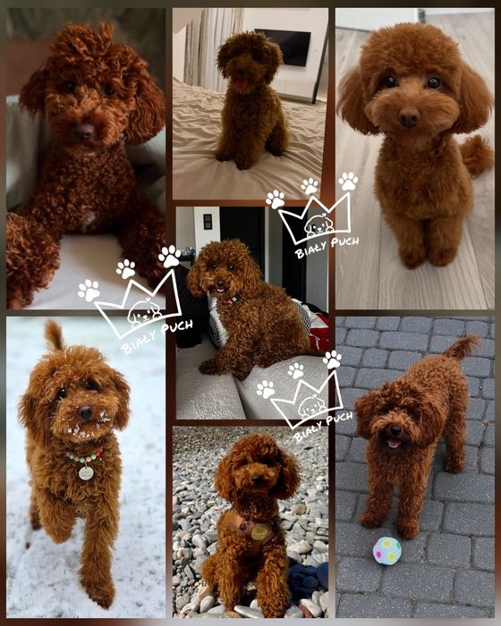 Pudel toy chiny Red badania wyprawka paszport