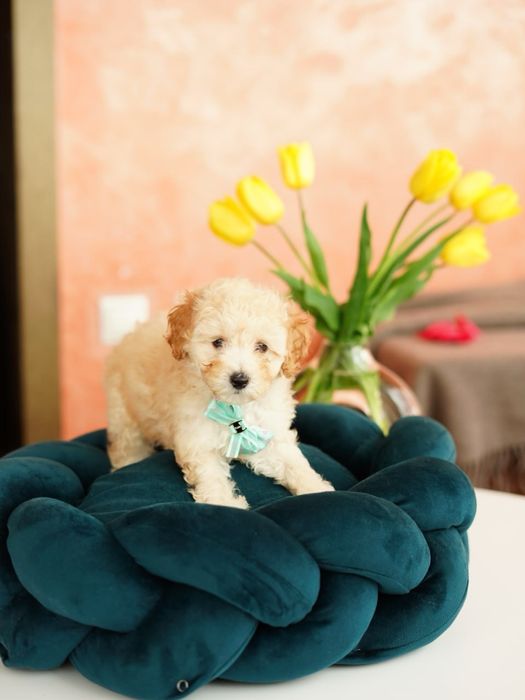 Хлопчики та дівчатка мальтіпу