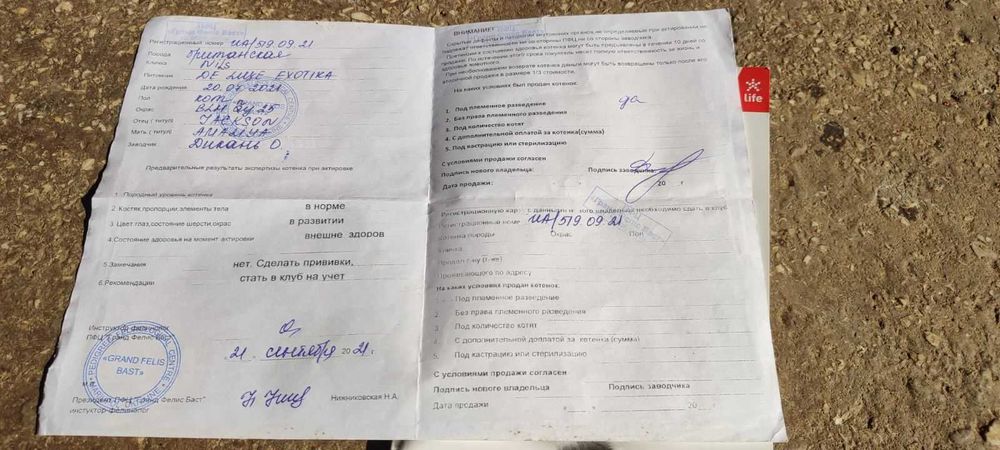 Золота Британська шиншила, в*язка