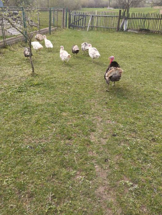 Продам   домашні індики