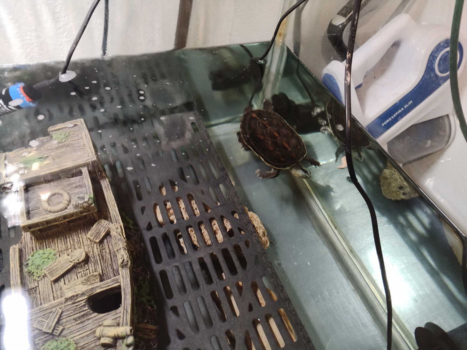 Aquário para tartarugas