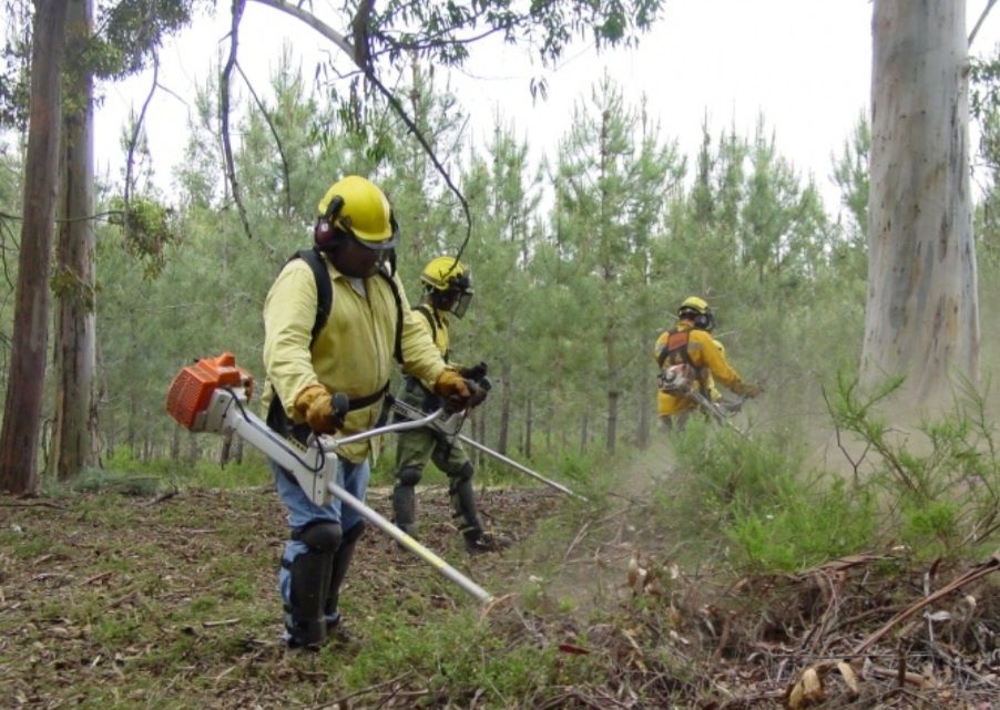 Limpeza e corte de árvores