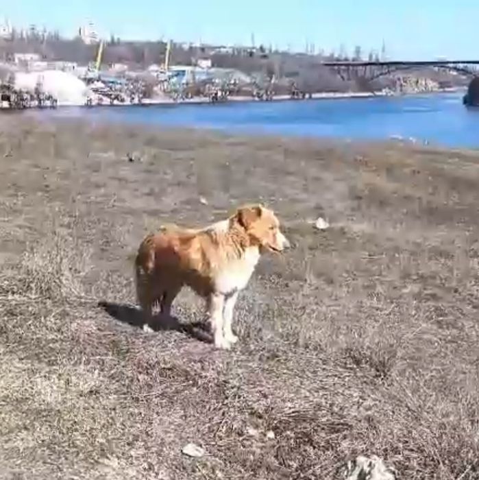 Замечена собака на Вырве