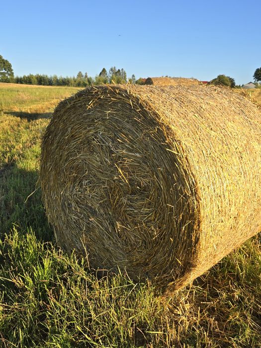 Sprzedam słomę z pszenżyta, pszenicy i owsa