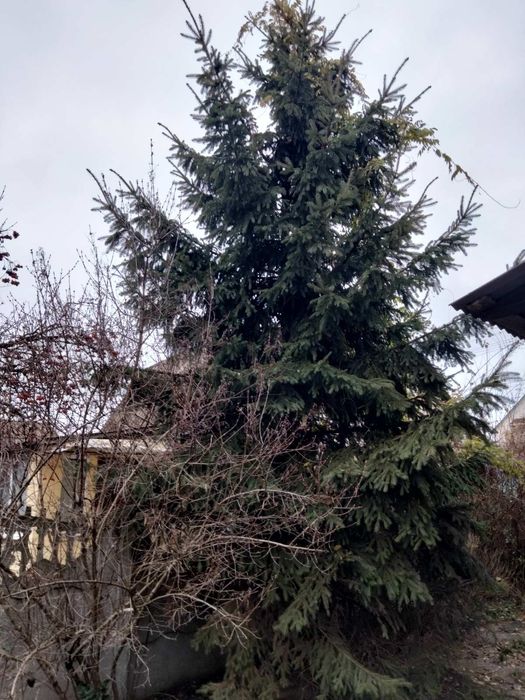 Продам ялинку 5,5 м