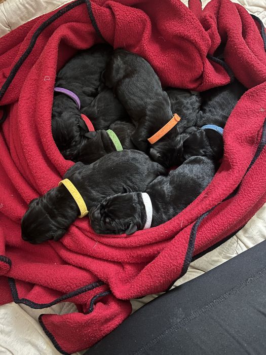 Кане-корсо цуценята