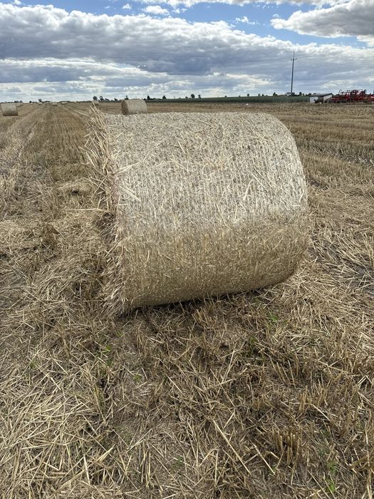 Sprzedam Belki 130, 80 szt tegoroczne