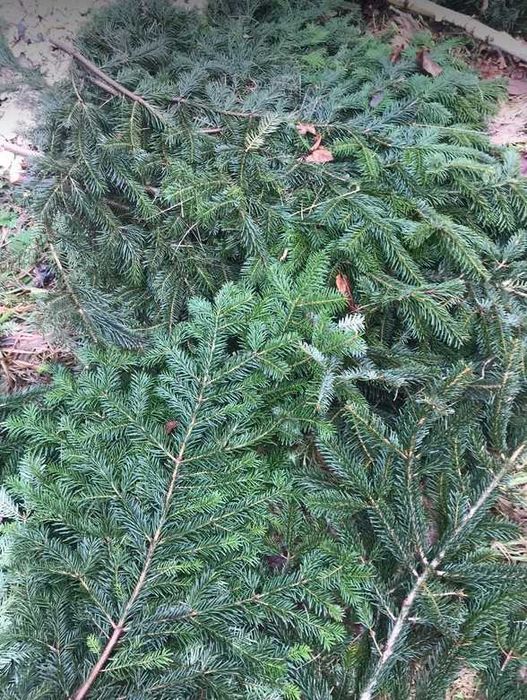 gałązki na stroiki, więce jodła kaukaska