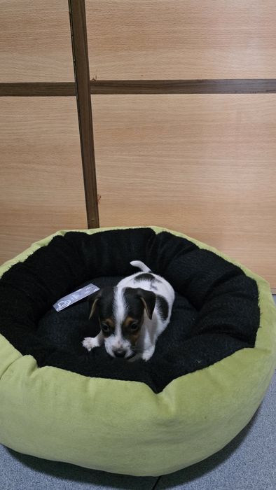 Jack russell puro